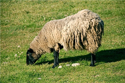 绵羊