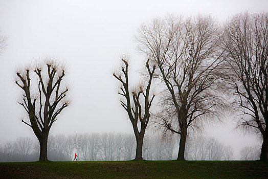 女人,走,沉闷,冬天,天气,雾,秃树,北莱茵威斯特伐利亚,德国,欧洲