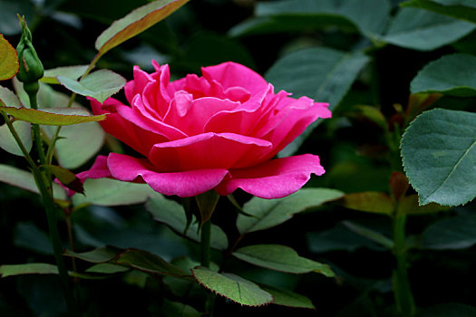 北京植物园月季花开艳夏日