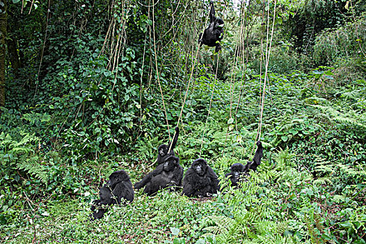 山地大猩猩,大猩猩,幼小,玩,蔓藤,靠近,家庭,国家,卢旺达