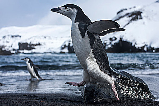南极,南设得兰群岛,帽带企鹅,阿德利企鹅属,跑,黑色,火山,沙滩,欺骗岛