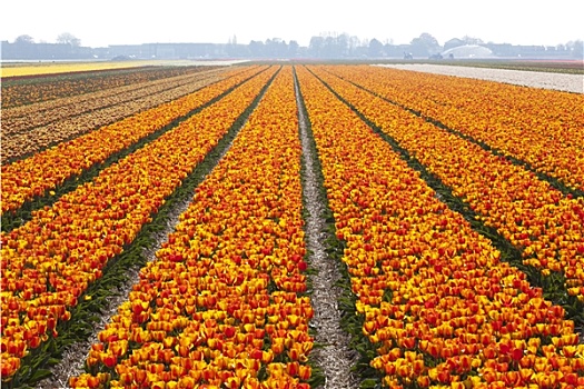 荷兰,郁金香,地点,春天
