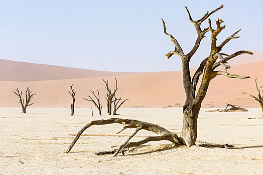 枯木,死亡谷,索苏维来地区,纳米比亚,非洲
