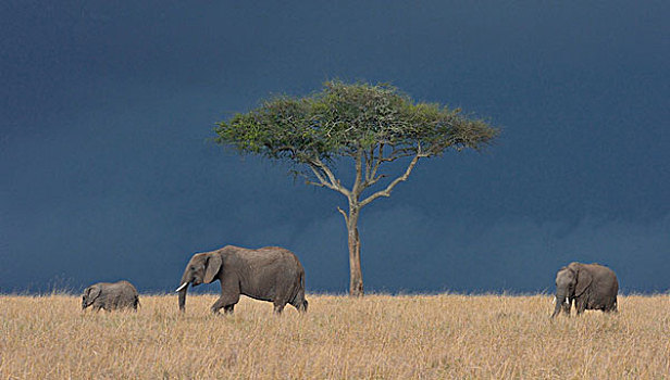三个,非洲象,三角形,马赛马拉国家保护区,肯尼亚,非洲