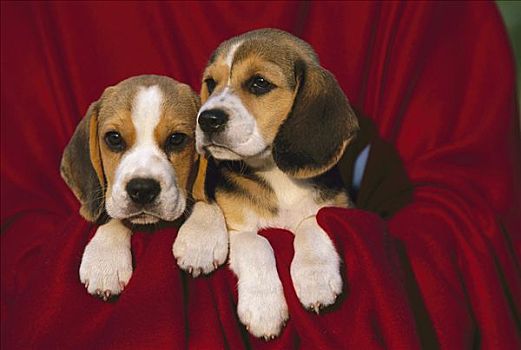 小猎犬,狗,小狗,一对,红色,毯子