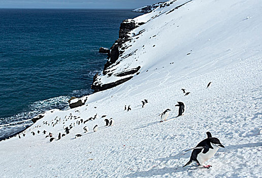 南极,南设得兰群岛,帽带企鹅,阿德利企鹅属,攀登,陡峭,雪,斜坡,欺骗岛