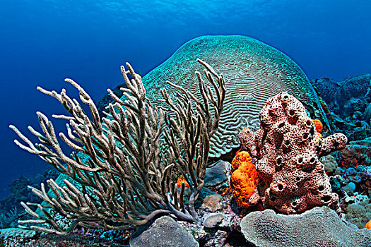 珊瑚,珊瑚礁,繁茂,多样,彩色,海绵,小,多巴哥岛,斯佩塞德,特立尼达和多巴哥,小安的列斯群岛,加勒比海