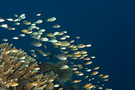 海金鱼,金鱼,金拟花鲈,成群,珊瑚礁,菲律宾,太平洋