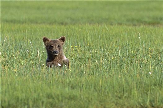 大灰熊,棕熊,幼兽,莎草,草,卡特麦国家公园,阿拉斯加