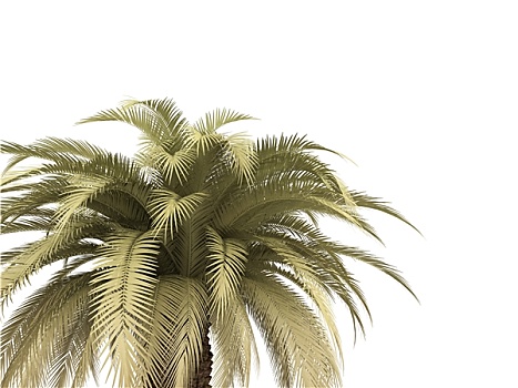棕榈树,上方,白色