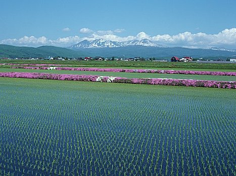 春天,乡村风光