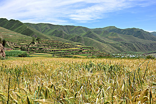 群山稻田