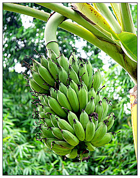 串,香蕉,孟加拉,六月,2007年
