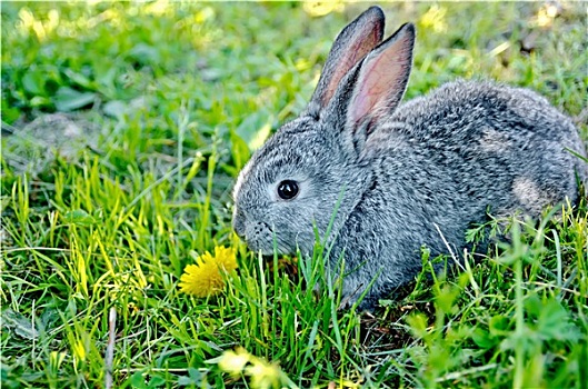 兔子,灰色,草地,蒲公英