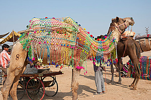 骆驼,普什卡,拉贾斯坦邦,印度
