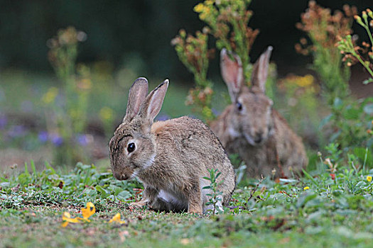 野生,兔子,兔豚鼠属