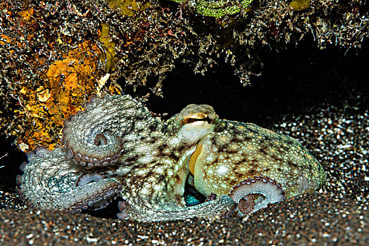 常见章鱼,真蛸,大西洋,亚速尔群岛,葡萄牙,欧洲