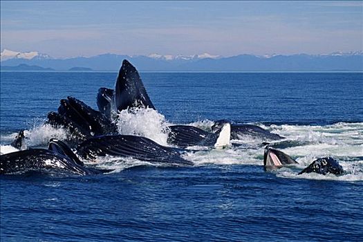 美国,阿拉斯加,弗雷德里克湾,驼背鲸,大翅鲸属,鲸鱼,技巧