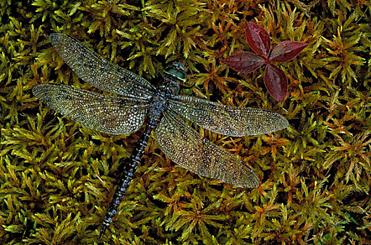 加拿大,碧玉国家公园,蜻蜓
