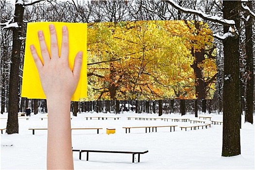 手,雪,橡树,黄色,布