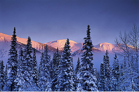 树,冬天,松树,不列颠哥伦比亚省,加拿大