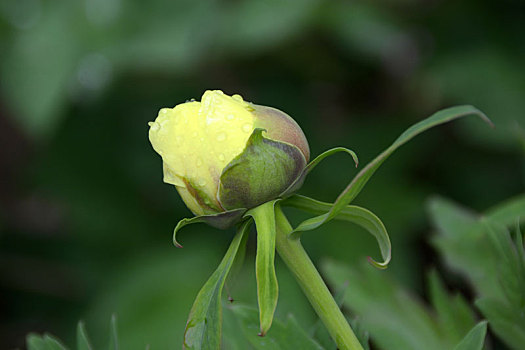 牡丹,黄牡丹,黄色牡丹,木芍药,百雨金,洛阳花,富贵花,花王,peony