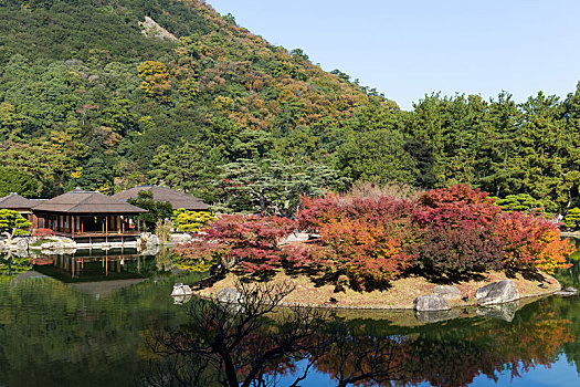 日本,花园,秋天
