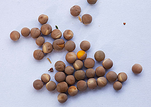 豌豆,种子