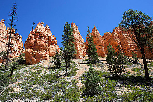 色彩,岩石构造,仙人烟囱岩,纳瓦霍,环,小路,布莱斯峡谷国家公园,犹他,美国,北美