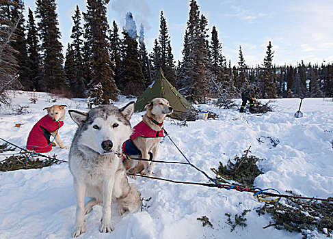 雪橇狗,西伯利亚,爱斯基摩犬,休息,雪中,室外,线缆,露营,圆锥形帐篷,后面,育空地区,加拿大