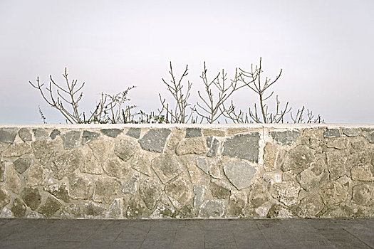 光秃秃的树枝,偷看,在,石头墙,布拉恰诺,拉齐奥,意大利