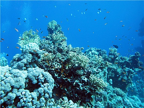 仰视,热带,海洋,珊瑚礁,大,深度,蓝色背景,水,背景