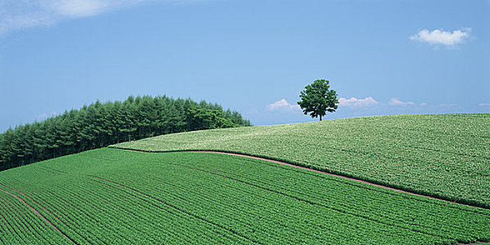 土豆田