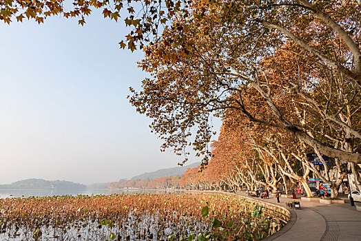 杭州西湖北山街秋景