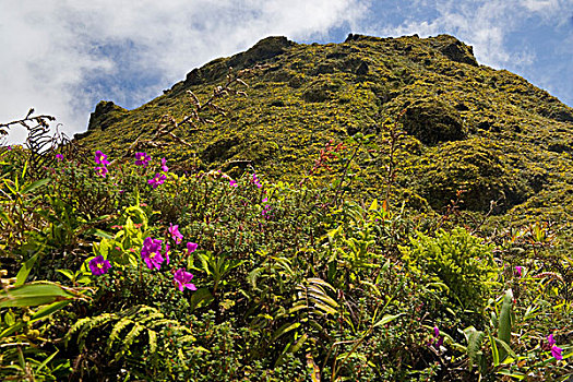 马提尼克,法属安的列斯群岛,西印度群岛,茂密植被,顶峰,山