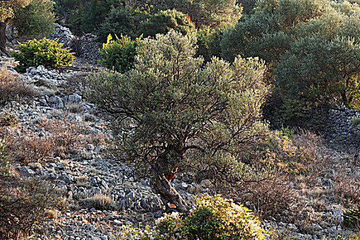 橄榄树,橄榄林,达尔马提亚,亚德里亚海,克罗地亚,欧洲