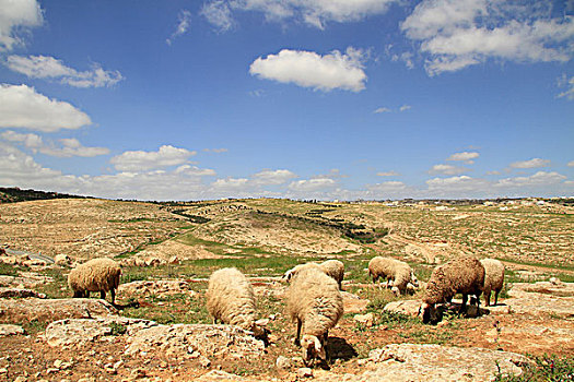 羊群,圣经,南方,山,以色列