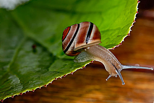 蜗牛,褐色,条纹,叶子,瑞士,欧洲