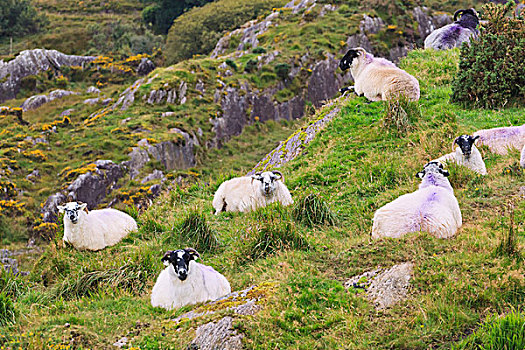 绵羊,山坡,靠近,凯瑞郡,爱尔兰