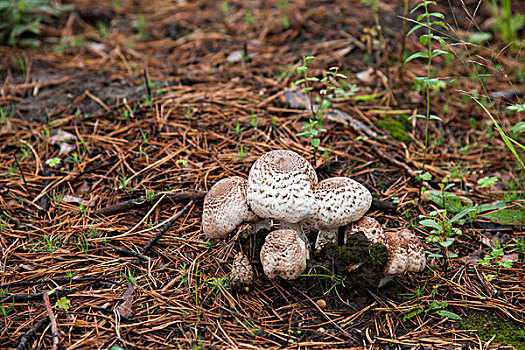 黑龙江省大兴安岭漠河北极村雨后森林里的蘑菇