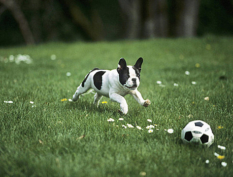 法国牛头犬,小狗,玩,足球