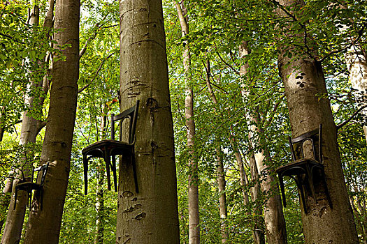 椅子,联结,树,树干,高,向上,树林