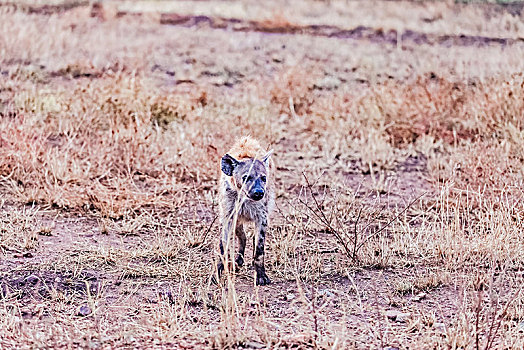 坦桑尼亚塞伦盖蒂草原斑鬣狗生态环境