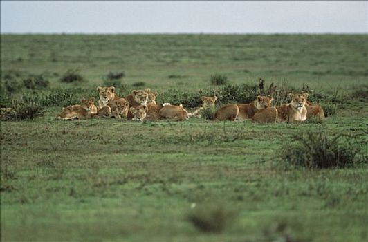 非洲狮,狮子,女性,休息,幼兽,塞伦盖蒂国家公园,坦桑尼亚
