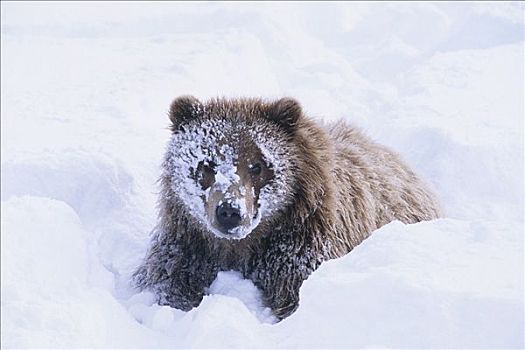 俘获,棕熊,玩雪,阿拉斯加野生动物保护中心,靠近,冬天,阿拉斯加
