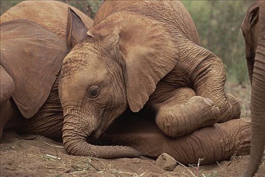 非洲象,幼兽,孤儿,东察沃国家公园,肯尼亚
