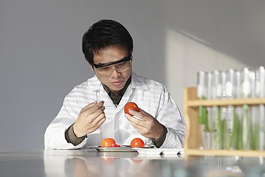 科学家,看,西红柿