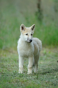 年轻,极地,狼,北极狼,野生园,黑森州,德国,欧洲