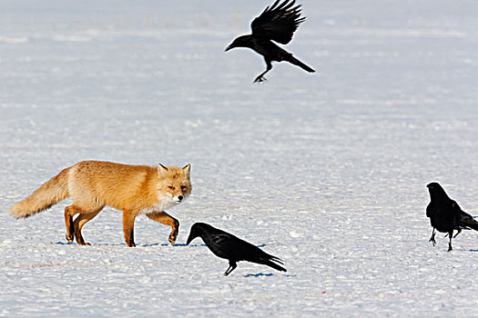 红狐,乌鸦,北海道,日本