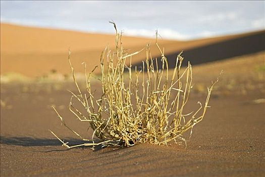 草,沙丘,纳米布沙漠,死亡谷,纳米比亚,非洲